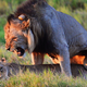 Illustration for article titled Lingerie Store Makes Cecil The Lion Costume, Wants to Save The Animals